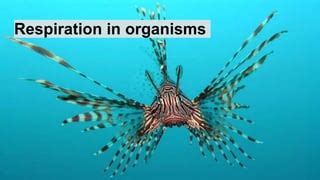 GRADE 7 CBSE CHAPTER 10 RESPIRATION IN ORGANISMS PPT