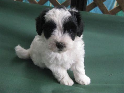 Cute Black & White Toy Maltipoo - 2 Male puppies for Sale in Ala ...