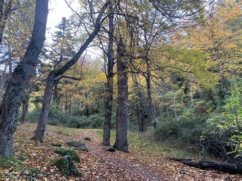 M S De Uno Sierra Pueblos En Verde El Hayedo Del Monte Abantos La