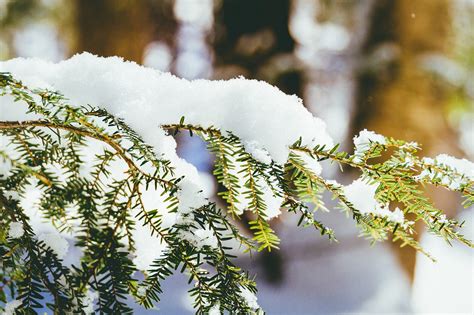 针叶树 常绿 雪 Pixabay上的免费照片 Pixabay