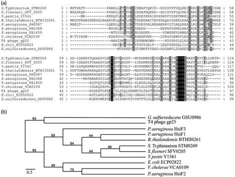 Amino Acid Sequence Comparison And Phylogenetic Relationship Among