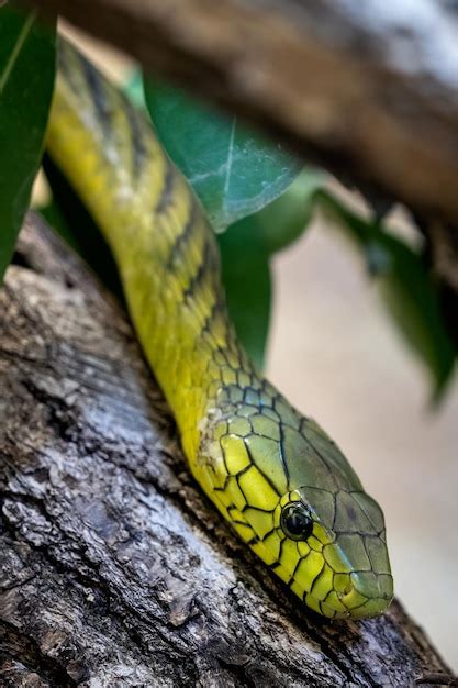 La Mamba Verde Dendroaspis Viridis Una Serpiente Venenosa Foto Premium