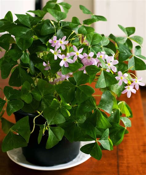 The best indoor plants that flower all year round | Livingetc