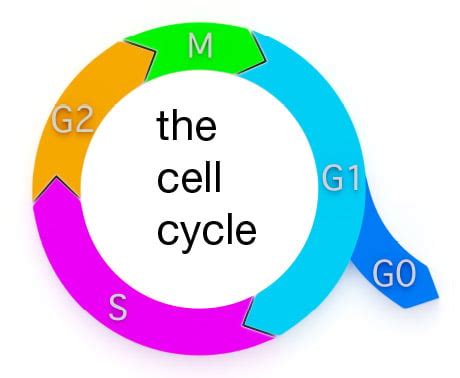 Cell Proliferation Viability Detection Reagents Bio Rad