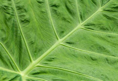 Taro leaves stock image. Image of large, leaf, pattern - 123830409