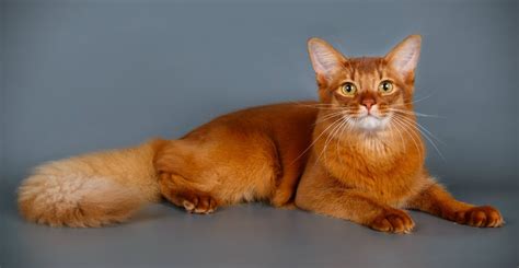 Somali Cat - Trouble & Trix Cat Breed Guide