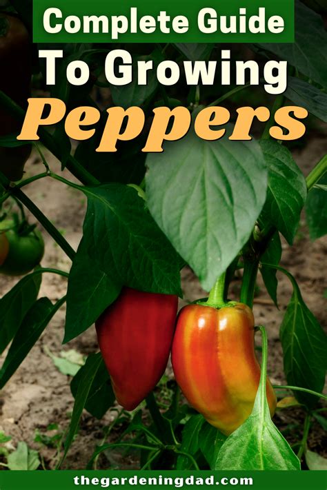 How To Grow Peppers From Seed In 5 EASY Steps 2023 Guide Stuffed