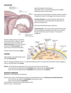 Embryology Lecture Notes