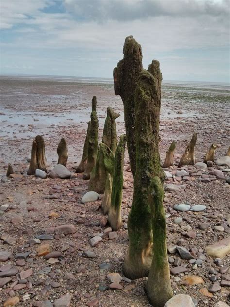 Gratis Afbeeldingen Strand Zee Boom Water Natuur Zand Rots