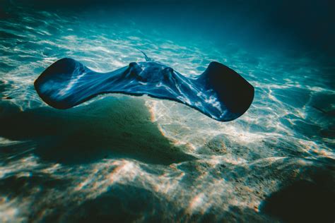 images sea water ocean underwater blue fish stingray