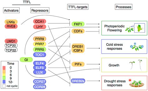 Genes Free Full Text The Transcriptional Network In The Arabidopsis