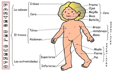 Las Partes Del Cuerpo Partes De La Misa Partes Del Cuerpo Nivel