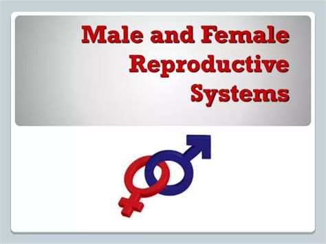 Ppt Male And Female Reproductive Systems Powerpoint Presentation