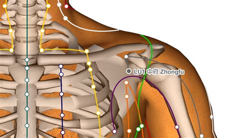 Lung Lu Acupressure Point Benefits Location Video Ageless Herbs