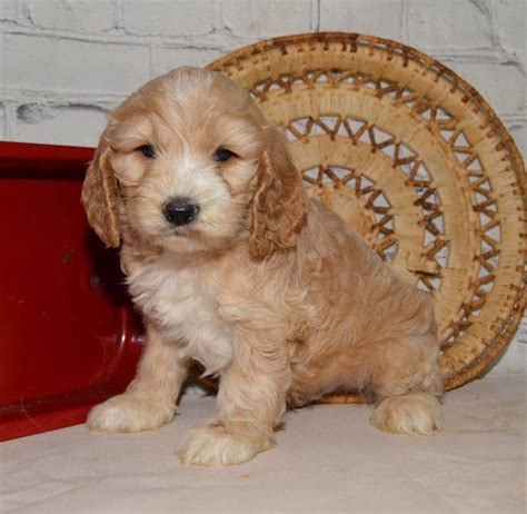 Cockapoo Puppies In Florida Top 5 Breeders