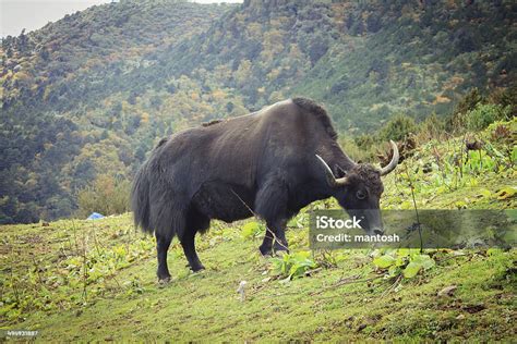 Yak In Th Mountains Of Bhutan Stock Photo Download Image Now Yak