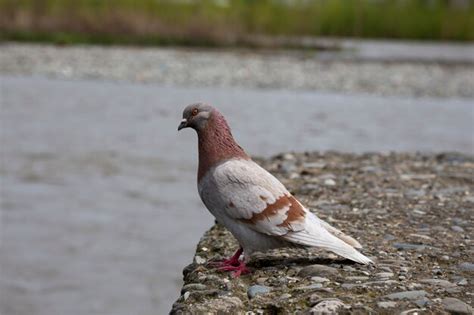 Premium Photo A Feral Pigeon Columba Livia On The Rocks Near A Stormy