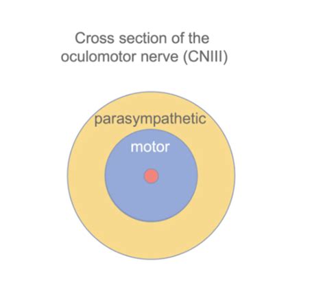 Cranial Nerve Anatomy Flashcards Quizlet