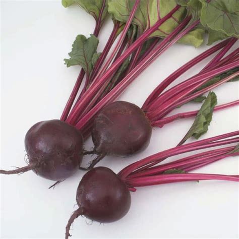 Beetroot Kestrel F Hybrid Globe The Veggie Gardener