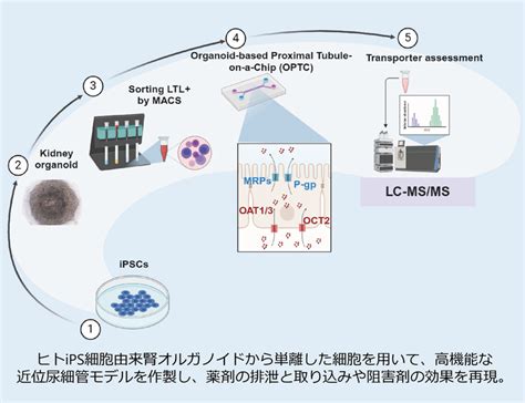 ヒトips細胞由来腎臓オルガノイドを用いた近位尿細管モデルを開発～薬物輸送体の機能解析と腎毒性評価のためのmicrophysiological