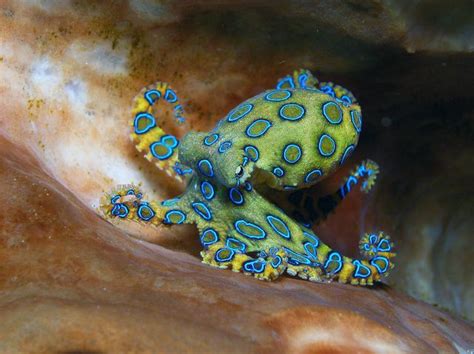 25 Awesome Picture Of Blue Ringed Octopus Deep Sea Creatures Sea