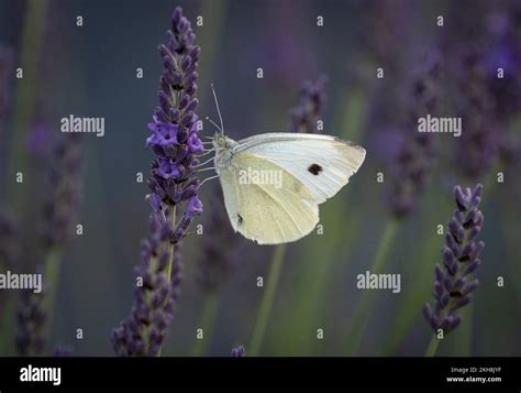 Large White Butterfly Pieris Brassicae On Lavender Lavandula