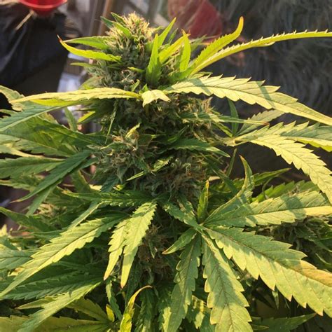 Incredible Bulk Aka Bulk The Incredible Bulk Weed Strain Information