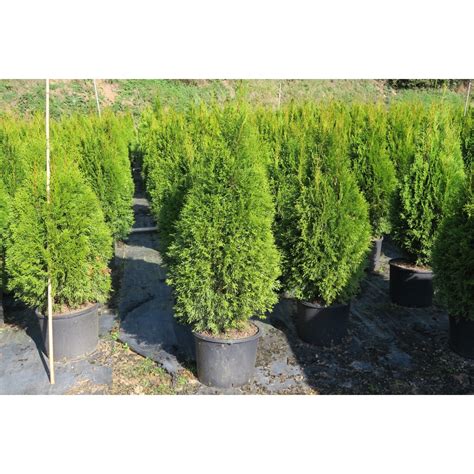 Thuja Occidentalis Esmeralda L