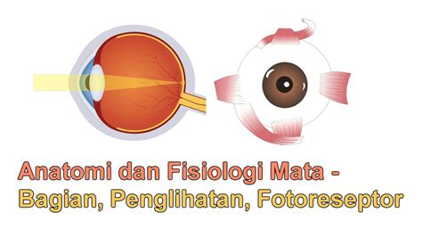 Anatomi Dan Fisiologi Mata Bagian Bagian Mata Fisiologi