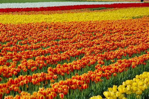 Holland Tulip Gardens HD Wallpapers