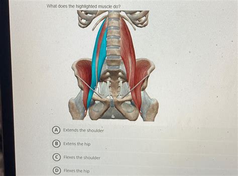 Solved What Does The Highlighted Muscle Do Extends The Chegg