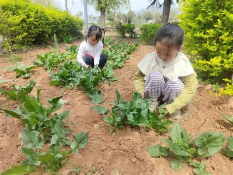 徐庄镇金星幼儿园 走进大自然 探寻春天 中班春游活动学生天地dfedu