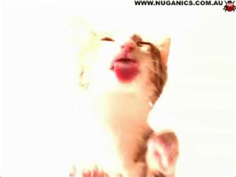 Cat Licking Screensaver - Download