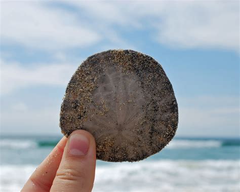 Free Images Hand Beach Sea Coast Nature Rock Ocean Sky