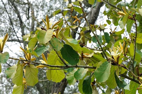 Herbal Plants Benincasa Hispida நீர்ப்பூசணிக்காய் Neer Poosanikai