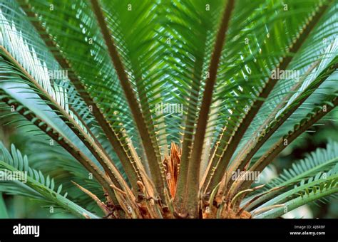 Feuille de cycas revoluta Banque de photographies et dimages à haute