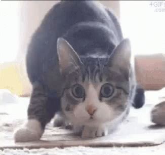 Cat Wiggle Cat Wiggle