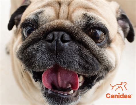 Blog - Canidae