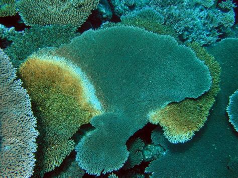 Common Diseases Of Maldivian Corals