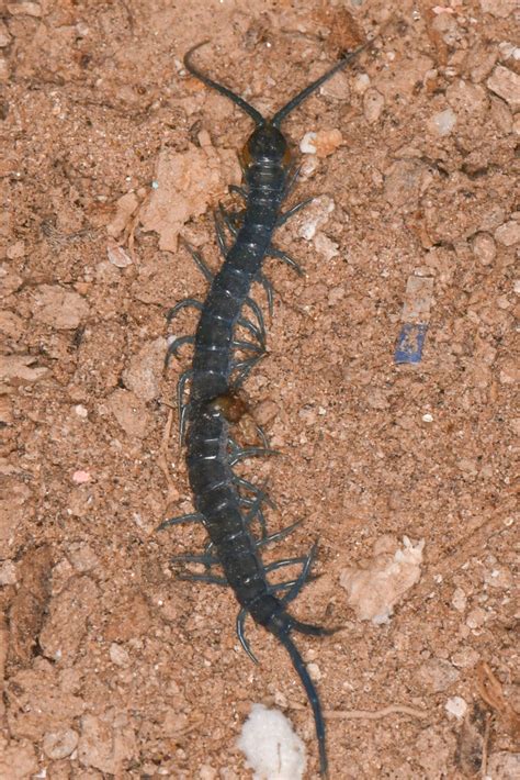 Scolopendra aztecorum from San Quintín B C Mexico on November 21