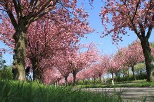 Cherry Blossom Meaning and Symbolism (Hope & Peace)