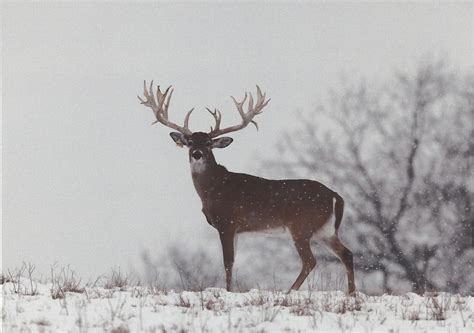 Deer In Snow Wallpaper Wallpapersafari