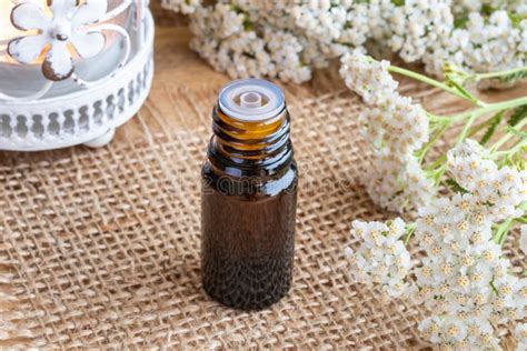 A Bottle Of Yarrow Essential Oil With Fresh Blooming Yarrow Twig Stock