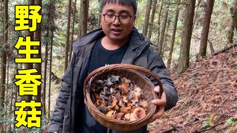 湖南大山雪刚融化，冬宝进山就扯到野生香菇，真是皇天不负有心人【湘西冬宝】 Youtube