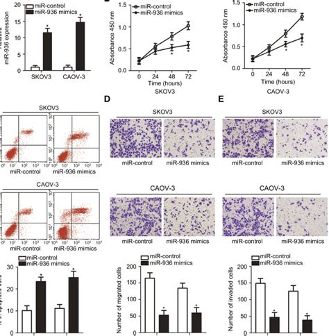 MiR 936 Inhibits SKOV3 And CAOV 3 Cell Proliferation Migration And