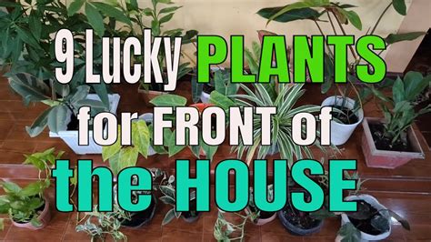 9 Lucky Plants You Should Place In Front Of Your House To Attract