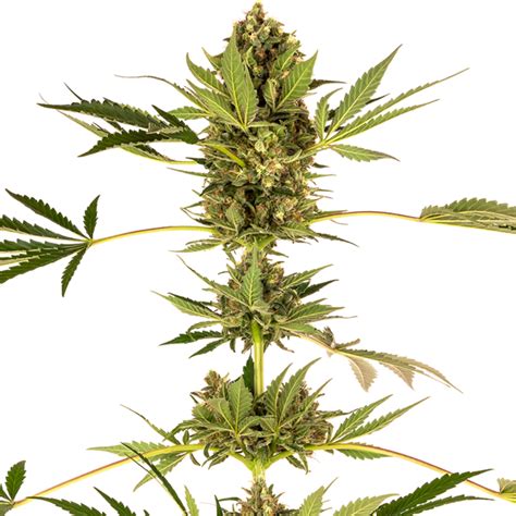 Himalayan Cbd Sensi Seeds Fem Original Seeds Store