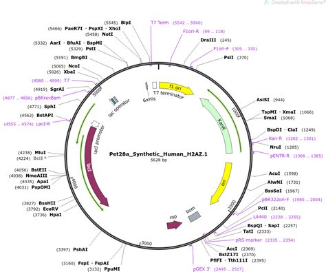 Addgene Pet28a Synthetic Human H2AZ 1