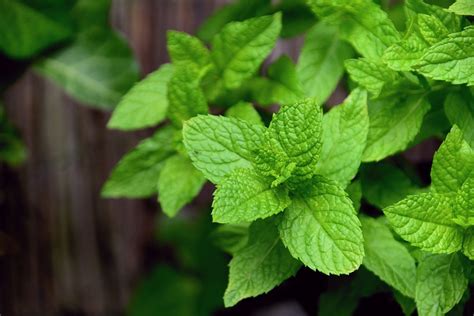 Características menta Huerto en casa