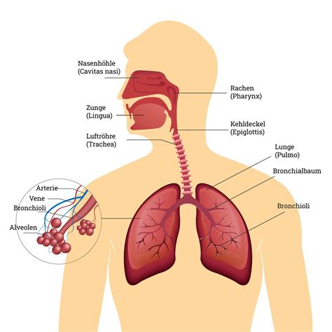 Anatomie Atemweg Und Physiologie Der Atmung Yogamoabit Dein Yoga